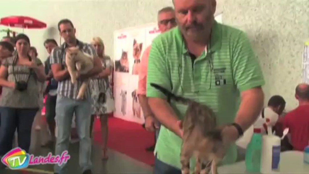 Exposition de chat à Bennesse Maremne