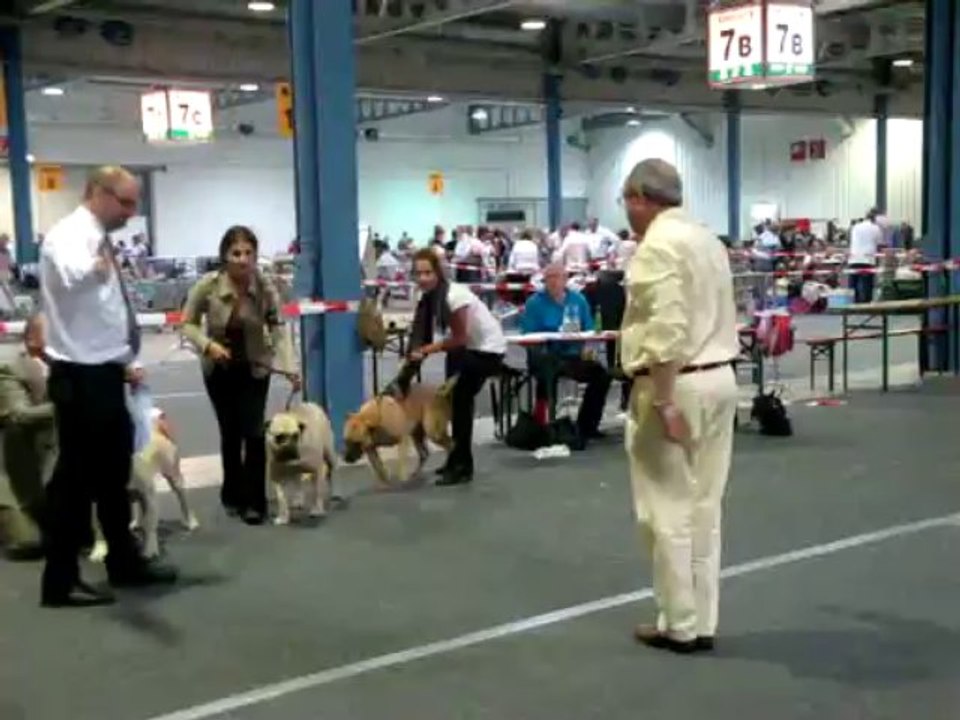 exposition canine luxembourg 08/09/2013 classe jeune femelle dogo canario