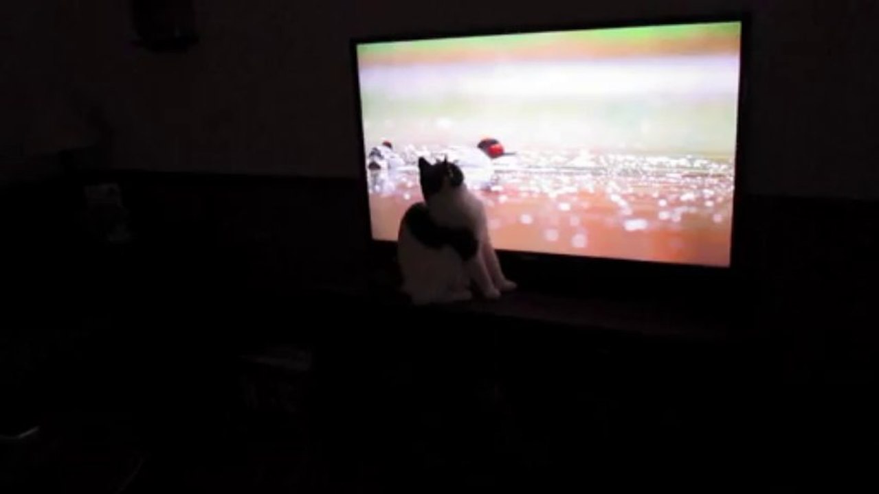 Paws Wants Ducks on TV
