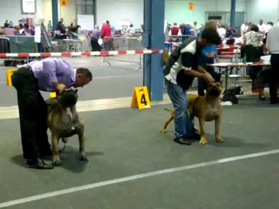 exposition canine luxembourg 08/09/2013 classe ouverte male dogo canario 1/2