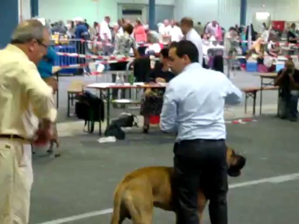 exposition canine luxembourg 08/09/2013 classe jeune male dogo canario