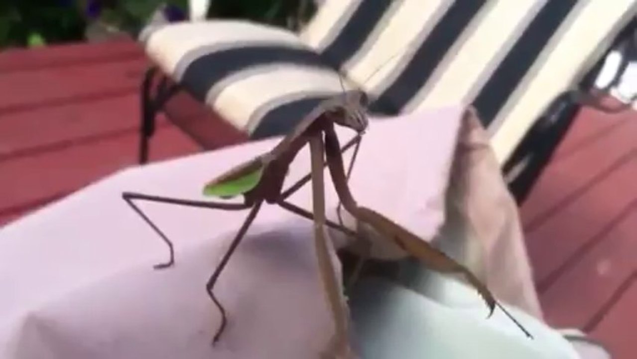 Watch Out! Praying Mantis Attacks
