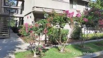 Greenback Gardens Apartments in Citrus Heights, CA - ForRent.com