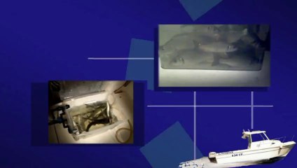 bailas con camarones