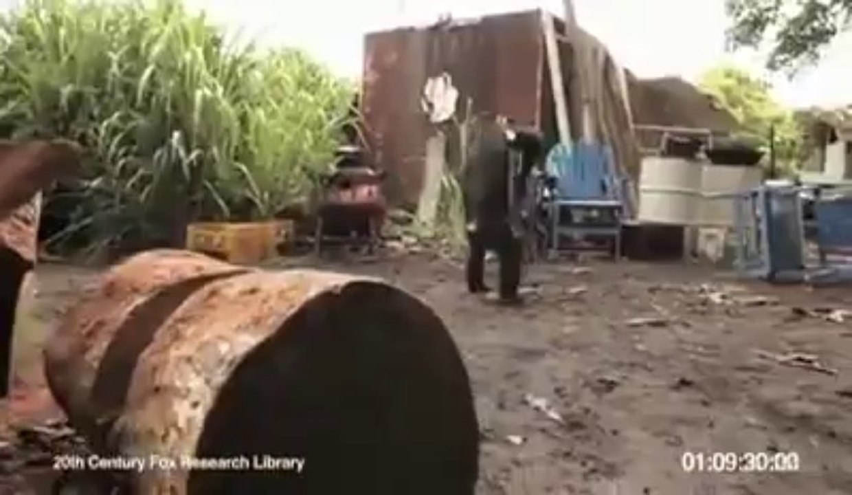 ape with ak 47 lol