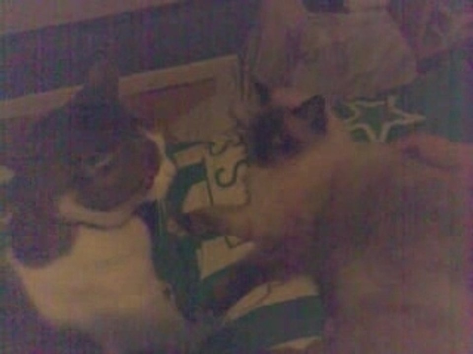 Ses chats bagarre