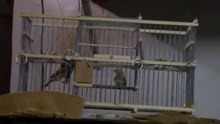 Capture oiseaux vivant sans blesser avec cage piege
