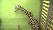 Une girafe accouche de son 18e bébé en Corée du Sud!!