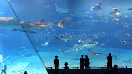 Openers Stair - After Effects Template