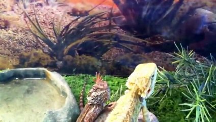 Bearded dragons waving to each other. So cute lizard!