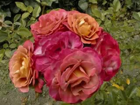 Sami Savni Özer İlham İle Dün Gece Seyrettim Muhammed'i