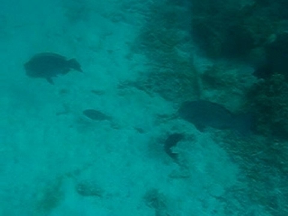 Tête-à-tête avec des gros poissons...