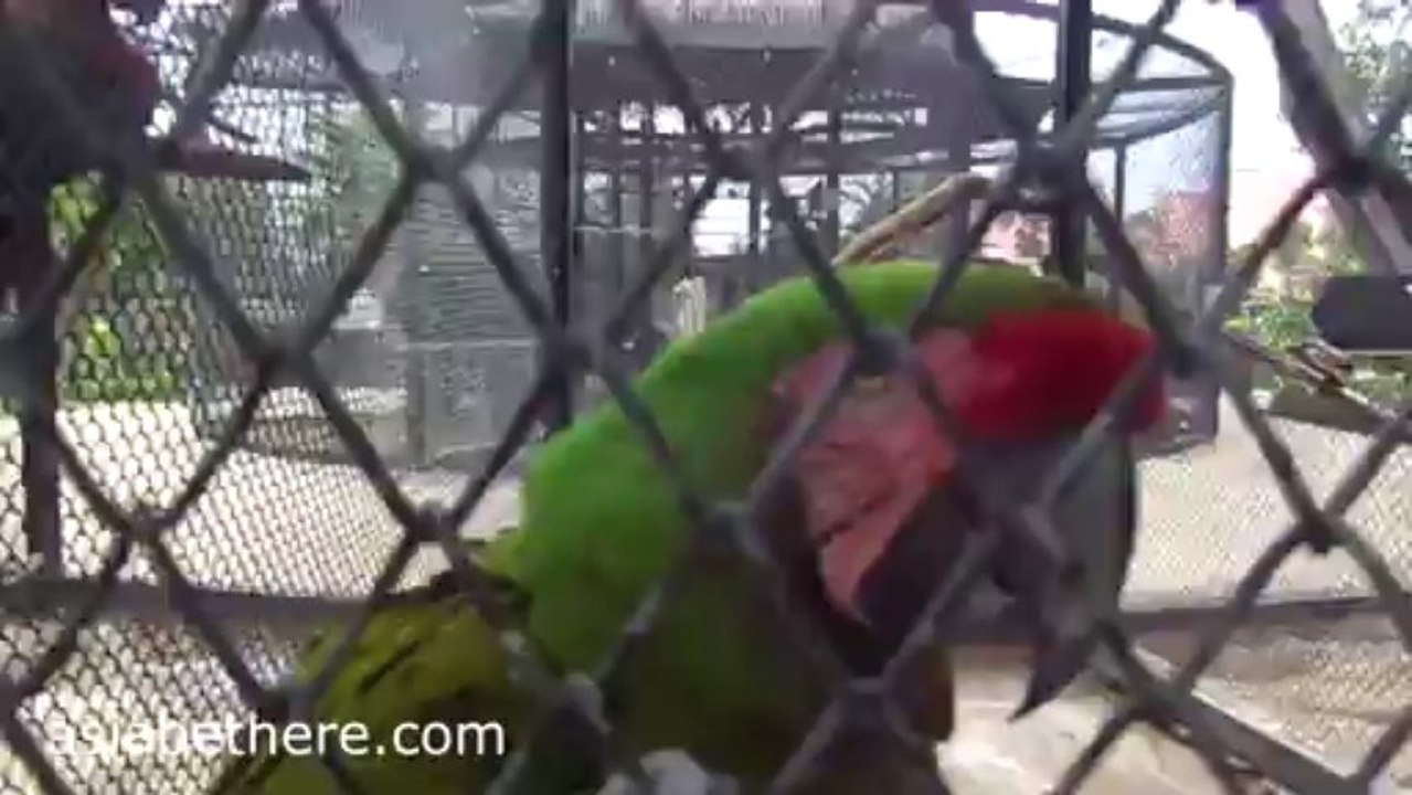 Green Parrot in Chai Nat Bird Park