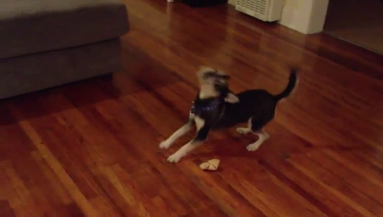 Ce chien joue avec un os invisible!? Tellement mignon le toutou!