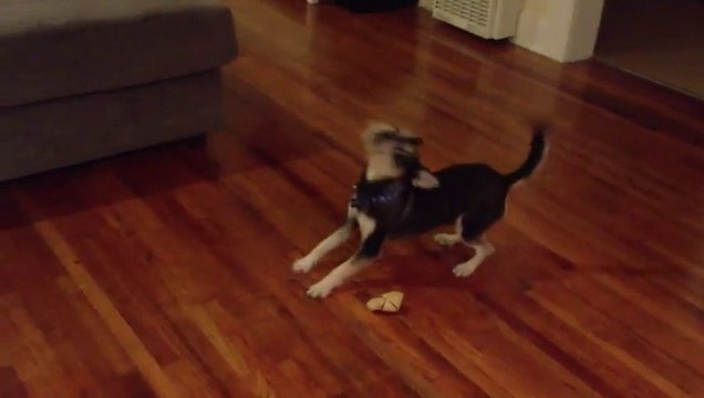 Ce chien joue avec un os invisible!? Tellement mignon le toutou!