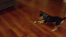 Dog Cant See His Bone - So so funny!