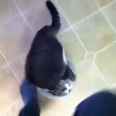 Le chat stupide qui se roule dans son bol... Trop mignon!!