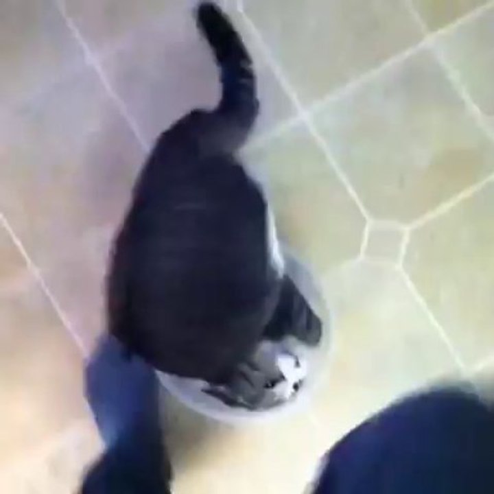 Le chat stupide qui se roule dans son bol... Trop mignon!!