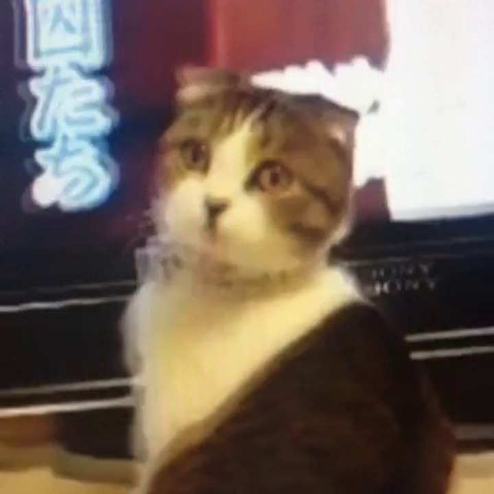 Détournement de Taken avec un chat "je te trouverai et te tuerai" LOOOL
