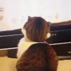 Taken movie funny joke with a cat "i'll find you... i'll kill you"