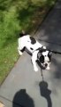 Cute French Bulldog Shows His Stubborn Side