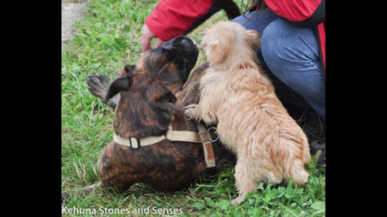 Norwich Terrier der kleine unter den Terriern