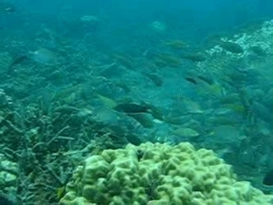 Ballet sous-marin...