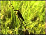 Green Bee-eater nearly gets blown away in the wind