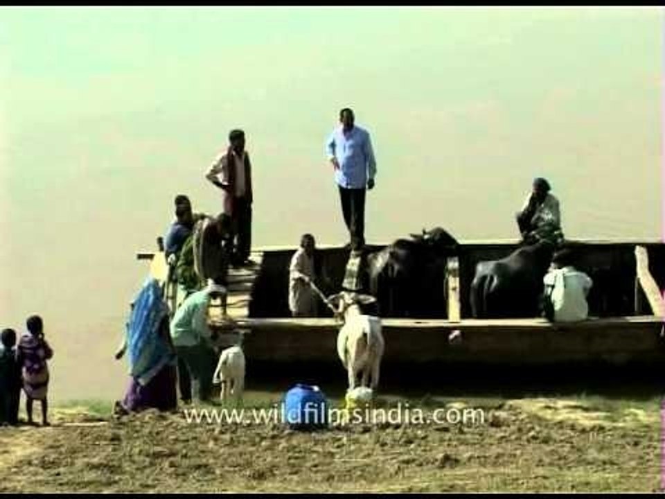 Cattle barge used to move cattle in the area