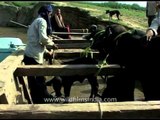 Villagers tie bovines into the barge