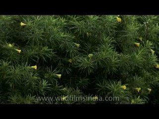 Delhi Golf Club  -- The oldest and largest Golf Club in India