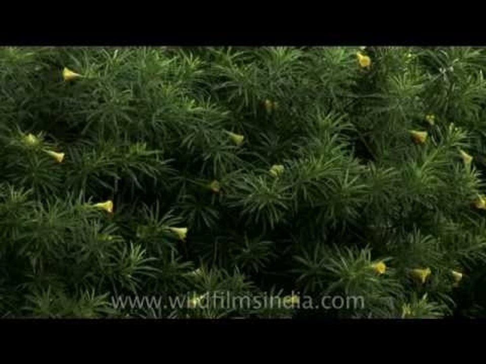 Delhi Golf Club  -- The oldest and largest Golf Club in India