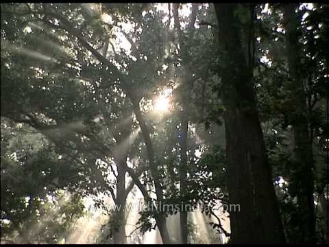 India's forests in sunlight and shadows