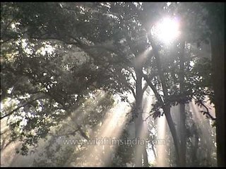 Woodland in the Corbett National Park
