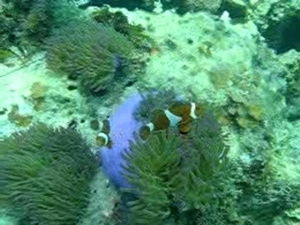 Rencontre avec Nemo...