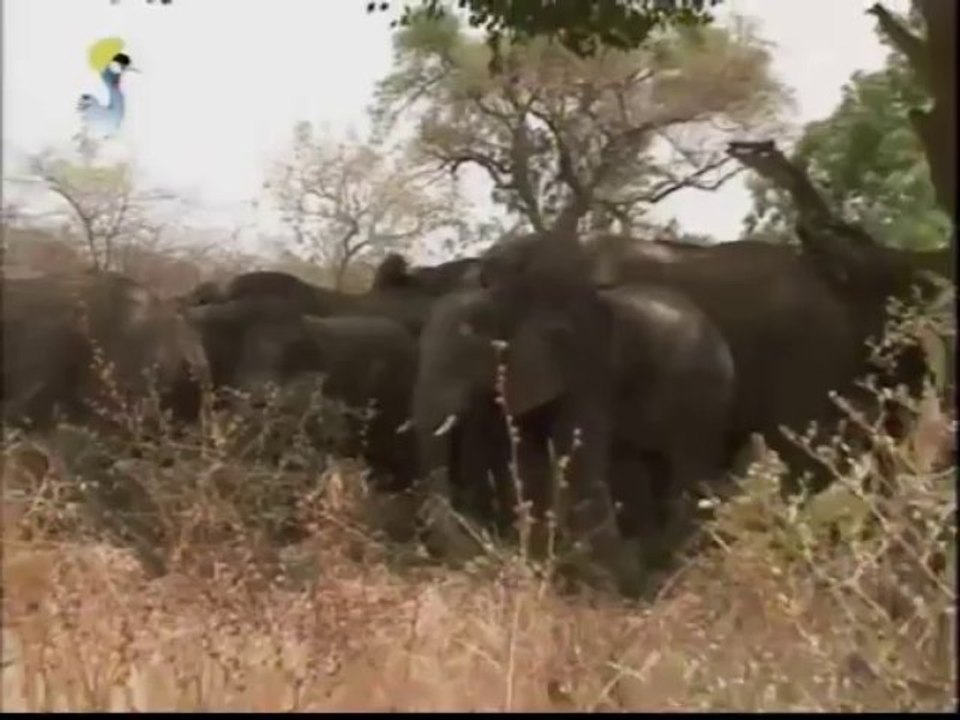 VISITE GUIDÉE DE LA RÉSERVE DE TINGA AU TCHAD ET SON HISTOIRE DU 12 SEPTEMBRE 2013 SUR TOL
