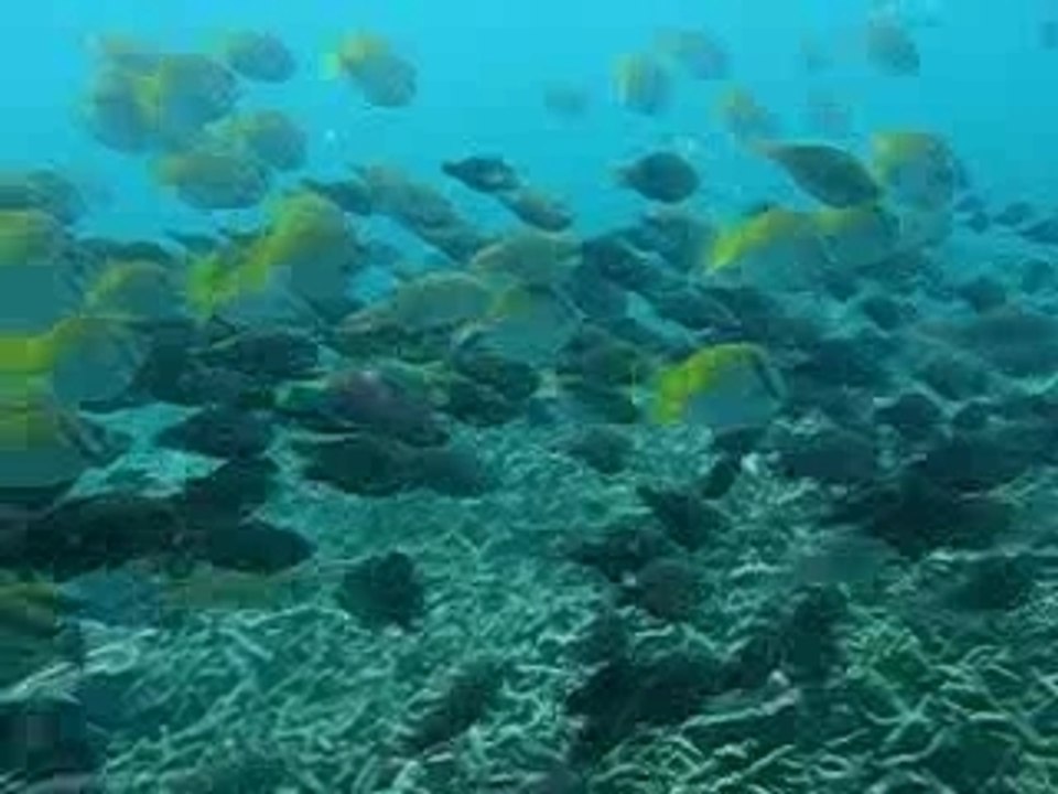 "Coursage" de bancs de poissons...