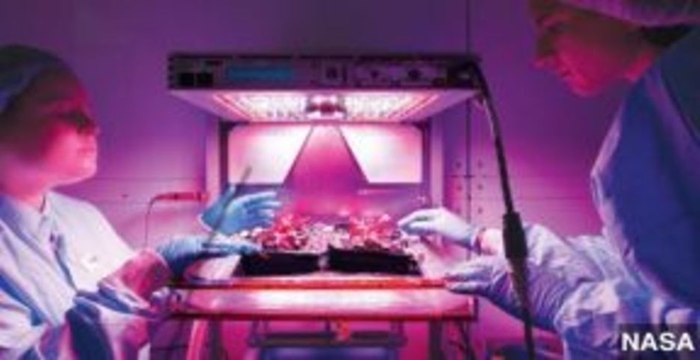 NASA Plans to Grow Lettuce in International Space Station