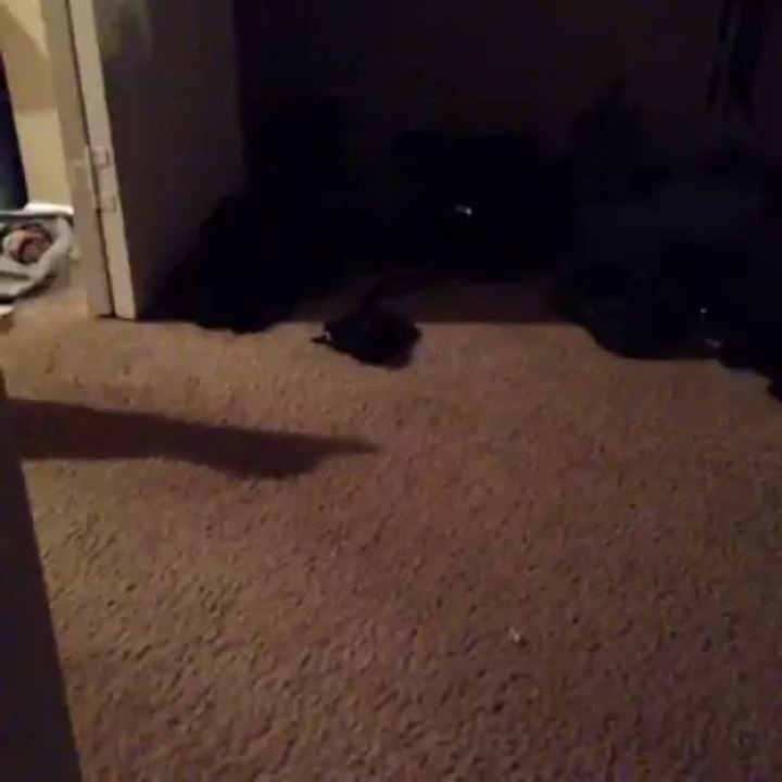 Do not scare the cat!!!