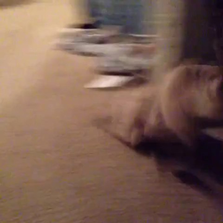 Comment faire peur à son chat... Bien ouèj!!