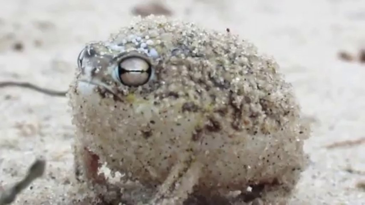 Çöl Yağmuru Kurbağası (Dünyanın En Tatlı Kurbağası)