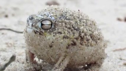 Çöl Yağmuru Kurbağası (Dünyanın En Tatlı Kurbağası)