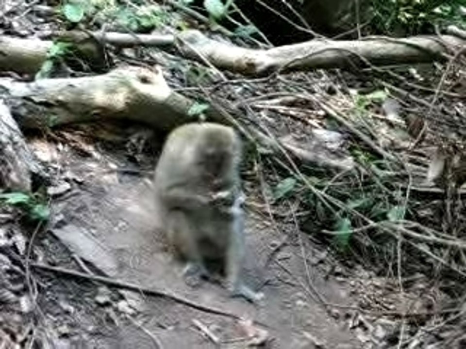 Entretien avec un singe en Malaisie