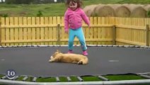 Des animaux s'amusent sur un Trampoline - Compilation de chiens, chat, chèvres... Trop mignon!