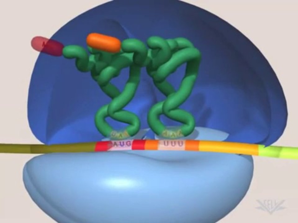 ibrahim ilen Translation"ibrahim ilen"