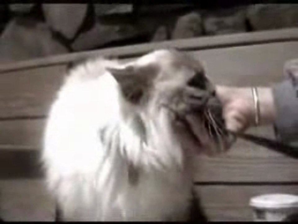 chat 2tete