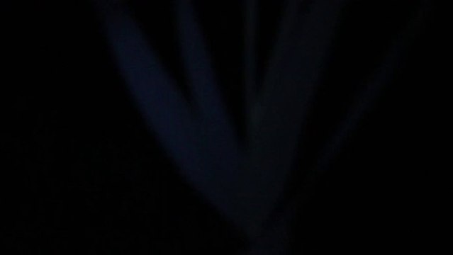 Cris des puffins cendrés - Colonie de Velas - Açores 01aout13