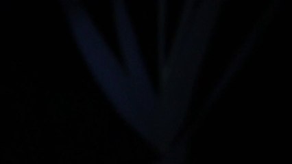 Cris des puffins cendrés - Colonie de Velas - Açores 01aout13