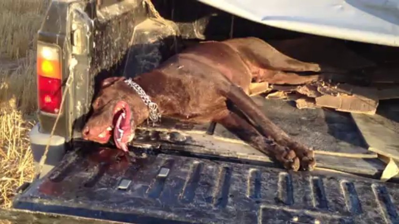 Asi kondisyon hatası