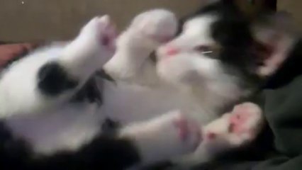 Kitten Kicks Itself in the Face
